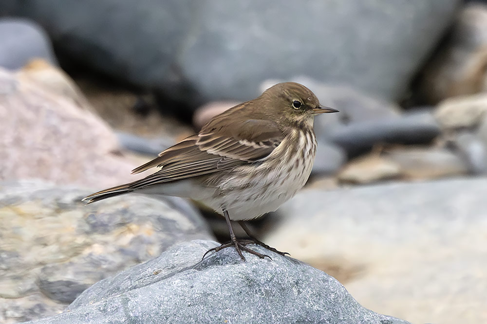 Water pipit